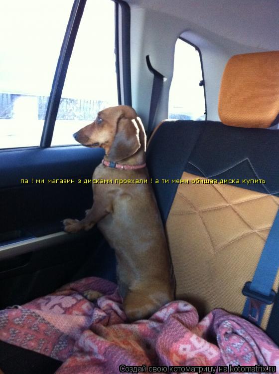 Котоматрица: па ! ми магазин з дисками проехали ! а ти мени обищав диска купить па ! ми магазин з дисками проехали ! а ти мени обищав диска купить