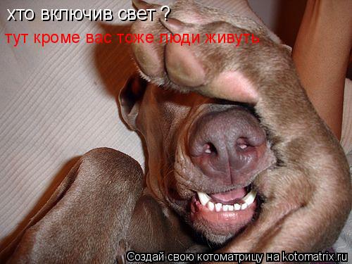 Котоматрица: хто включив свет ? хто включив свет ? тут кроме вас тоже люди живуть.