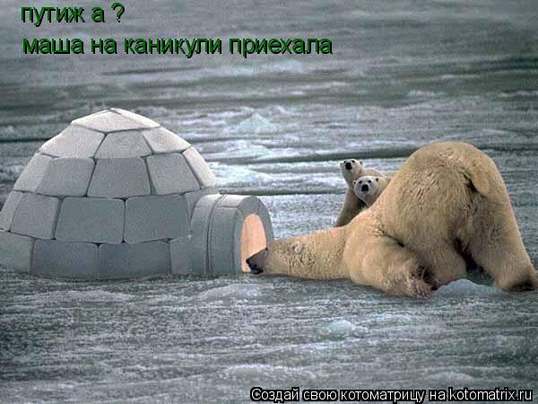 Котоматрица: путиж а ? маша на каникули приехала