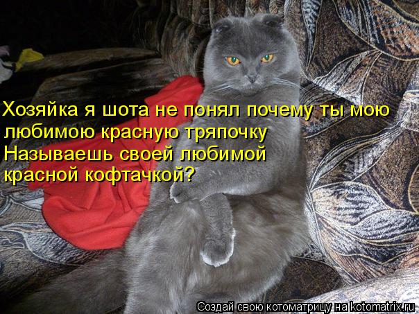 Котоматрица: Хозяйка я шота не понял почему ты мою любимою красную тряпочку Называешь своей любимой красной кофтачкой?