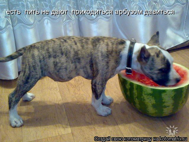 Котоматрица: есть  пить не дают  приходиться арбузом давиться
