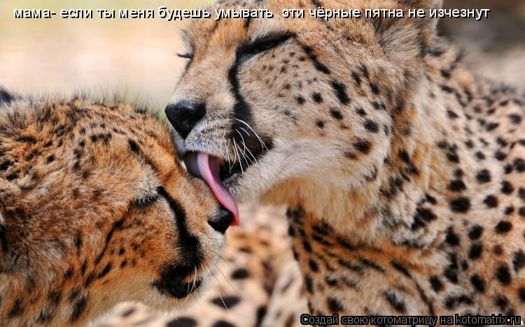 Котоматрица: мама- если ты меня будешь умывать  эти чёрные пятна не изчезнут