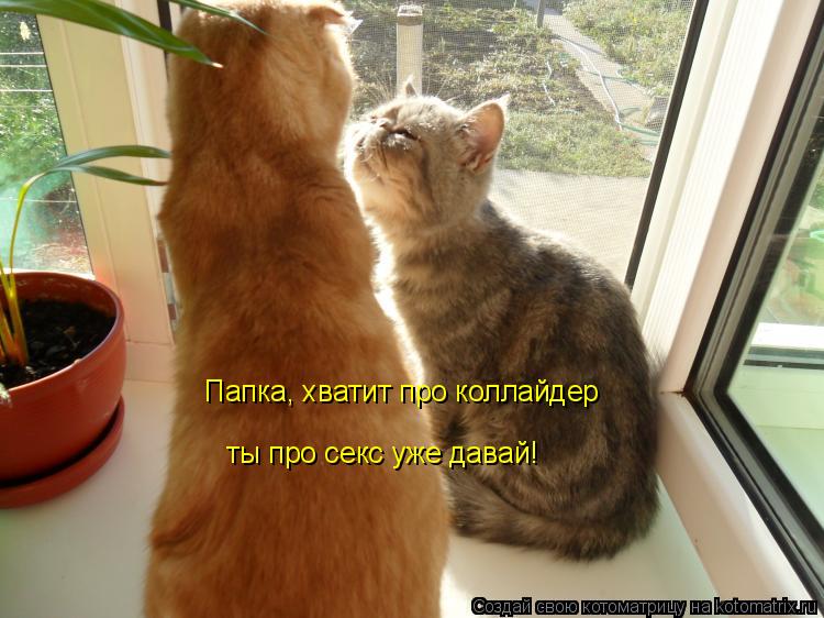 Котоматрица: Папка, хватит про коллайдер ты про секс уже давай!