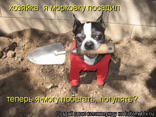 Котоматрица: хозяйка  я морковку посадил теперь я могу побегать, погулять?