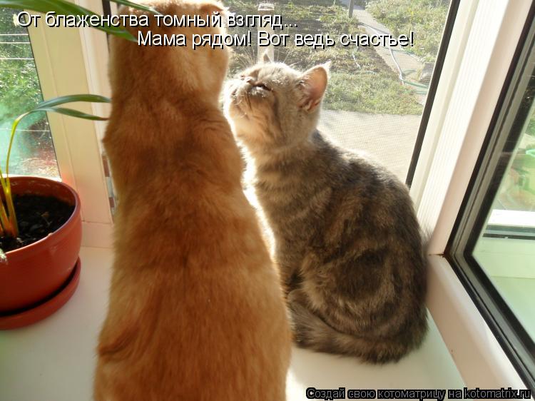 Котоматрица: От блаженства томный взгляд... Мама рядом! Вот ведь счастье!
