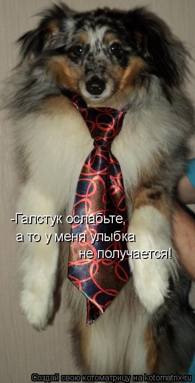 Котоматрица: -Галстук ослабьте,  а то у меня улыбка  не получается!