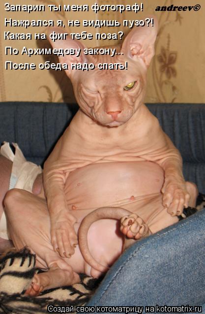 Котоматрица: Запарил ты меня фотограф! Какая на фиг тебе поза? Нажрался я, не видишь пузо?! По Архимедову закону... После обеда надо спать!