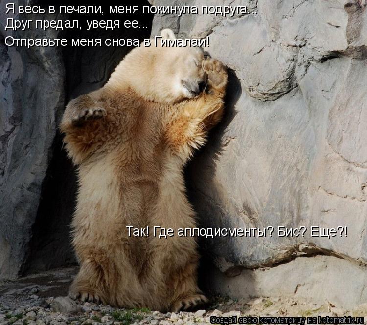 Котоматрица: Я весь в печали, меня покинула подруга... Друг предал, уведя ее... Отправьте меня снова в Гималаи! Так! Где аплодисменты? Бис? Еще?!