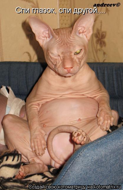 Котоматрица: Спи глазок, спи другой....
