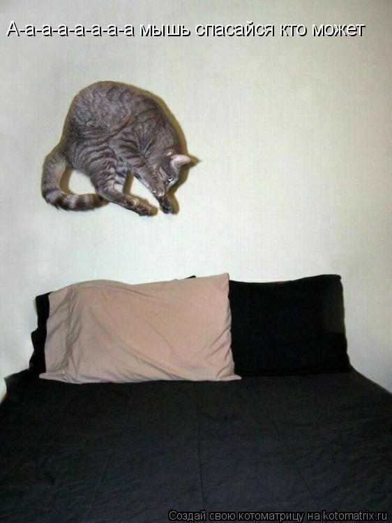 Котоматрица: А-а-а-а-а-а-а-а мышь спасайся кто может