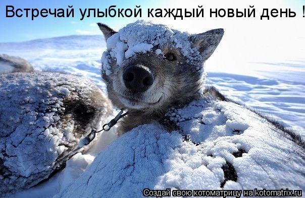 Котоматрица: Встречай улыбкой каждый новый день !