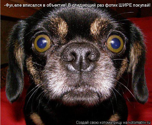 Котоматрица: -Фух,еле вписался в объектив! В следующий раз фотик ШИРЕ покупай!