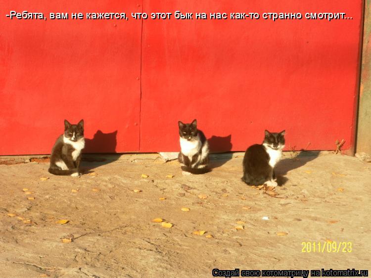 Котоматрица: -Ребята, вам не кажется, что этот бык на нас как-то странно смотрит...