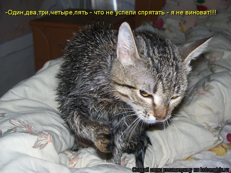 Котоматрица: -Один,два,три,четыре,пять - что не успели спрятать - я не виноват!!!