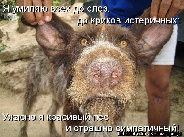 Я умиляю всех до слез, до криков истеричных: Ужасно я красивый пес и страшно симпатичный!... Котоматрица: Я умиляю всех до слез, до криков истеричных: Ужасно я красивый пес и страшно симпатичный!
