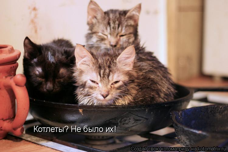 Котоматрица: Котлеты? Не было их!