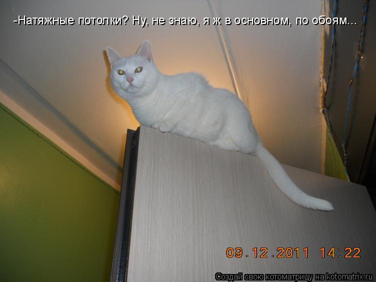 Котоматрица: -Натяжные потолки? Ну, не знаю, я ж в основном, по обоям...