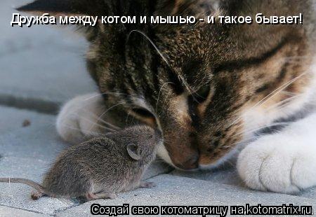 Котоматрица: Дружба между котом и мышью - и такое бывает!