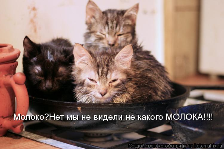 Молоко?Нет мы не видели не какого МОЛОКА!!!!... Котоматрица: Молоко?Нет мы не видели не какого МОЛОКА!!!!