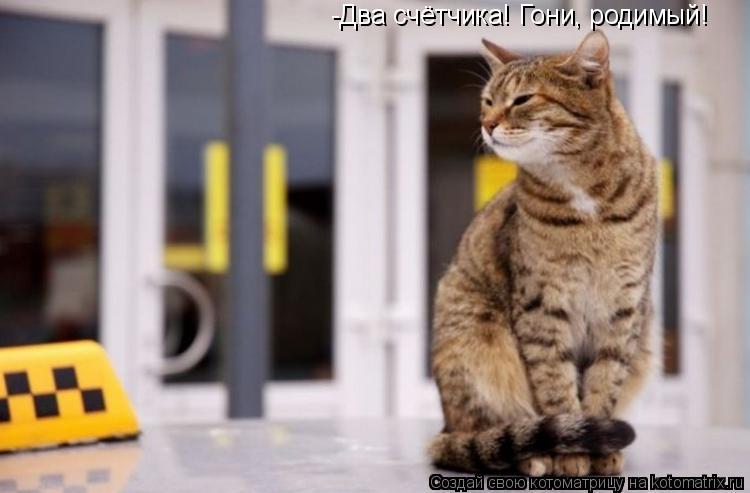 Котоматрица: -Два счётчика! Гони, родимый!