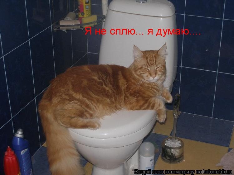 Котоматрица: Я не сплю... я думаю....