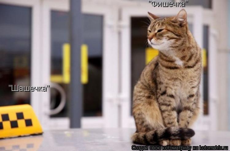 Котоматрица: "Шашечка" "Фишечка"