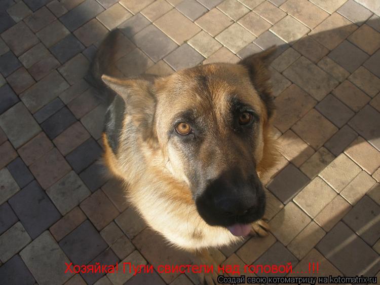 Котоматрица: Хозяйка! Пули свистели над головой....!!!