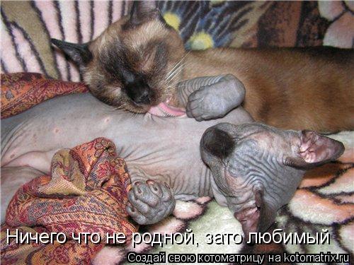 Котоматрица: Ничего что не родной, зато любимый