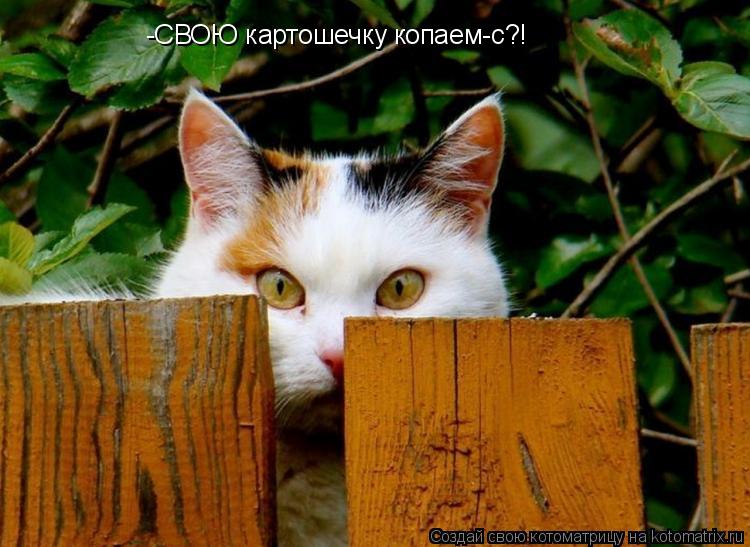 Котоматрица: -СВОЮ картошечку копаем-с?!