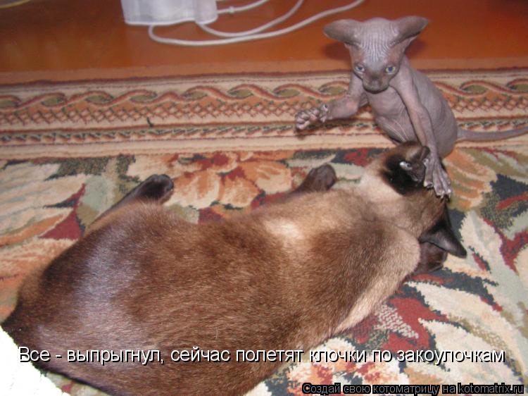 Котоматрица: Все - выпрыгнул, сейчас полетят клочки по закоулочкам