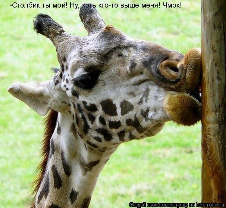 Котоматрица: -Столбик ты мой! Ну, хоть кто-то выше меня! Чмок!