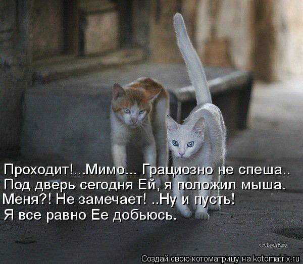 Проходит!...Мимо... Грациозно не спеша.. Я все равно Ее добьюсь. Под дверь сегодня Ей, я положил мыша... Котоматрица: Проходит!...Мимо... Грациозно не спеша.. Я все равно Ее добьюсь. Под дверь сегодня Ей, я положил мыша. Меня?! Не замечает! ..Ну и пусть!