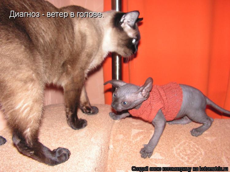 Котоматрица: Диагноз - ветер в голове.