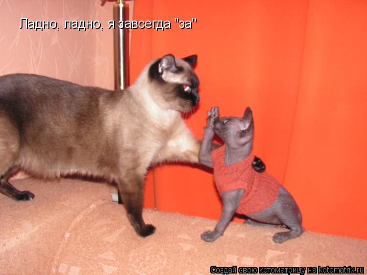 Котоматрица: Ладно, ладно, я завсегда "за"