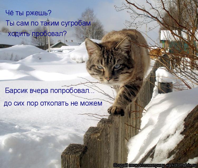 Котоматрица: Чё ты ржешь? Ты сам по таким сугробам  ходить пробовал? Барсик вчера попробовал... до сих пор откопать не можем