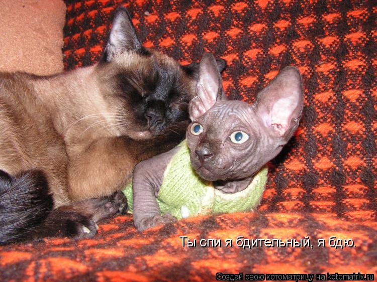 Котоматрица: Ты спи я бдительный, я бдю.