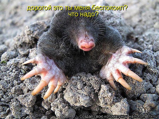 Котоматрица: дорогой это ты меня беспокоил? что надо?