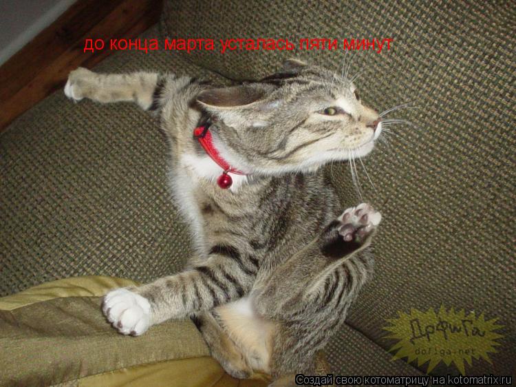 Котоматрица: до конца марта усталась пяти минут