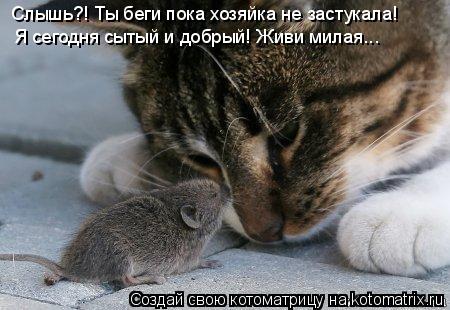 Котоматрица: Слышь?! Ты беги пока хозяйка не застукала! Я сегодня сытый и добрый! Живи милая...