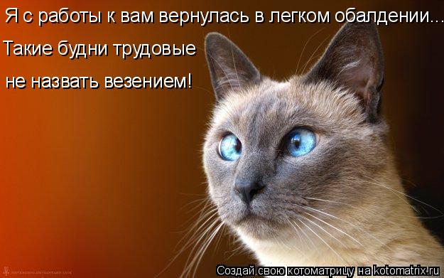Я с работы к вам вернулась в легком обалдении.... Такие будни трудовые не назвать везением! не назва... Котоматрица: Я с работы к вам вернулась в легком обалдении.... Такие будни трудовые не назвать везением! не назвать везением!