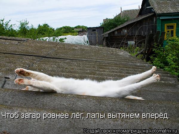 Чтоб загар ровнее лёг, лапы вытянем вперёд.... Котоматрица: Чтоб загар ровнее лёг, лапы вытянем вперёд.