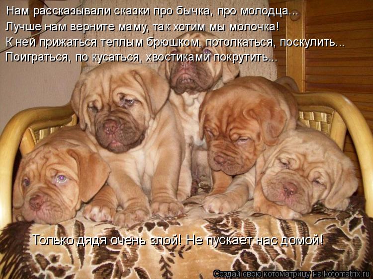 Нам рассказывали сказки про бычка, про молодца... Лучше нам верните маму, так хотим мы молочка! К ней... Котоматрица: Нам рассказывали сказки про бычка, про молодца... Лучше нам верните маму, так хотим мы молочка! К ней прижаться теплым брюшком, потолкаться, п