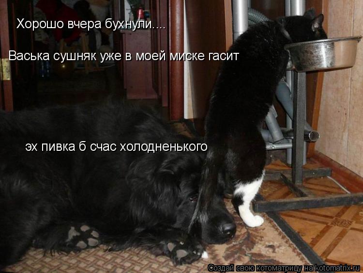 Хорошо вчера бухнули.... Васька сушняк уже в моей миске гасит эх пивка б счас холодненького... Котоматрица: Хорошо вчера бухнули.... Васька сушняк уже в моей миске гасит эх пивка б счас холодненького