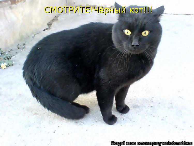 СМОТРИТЕ!Чёрный кот!!!... Котоматрица: СМОТРИТЕ!Чёрный кот!!!