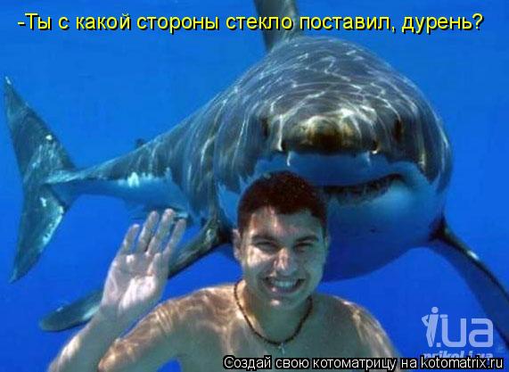 -Ты с какой стороны стекло поставил, дурень?... Котоматрица: -Ты с какой стороны стекло поставил, дурень?