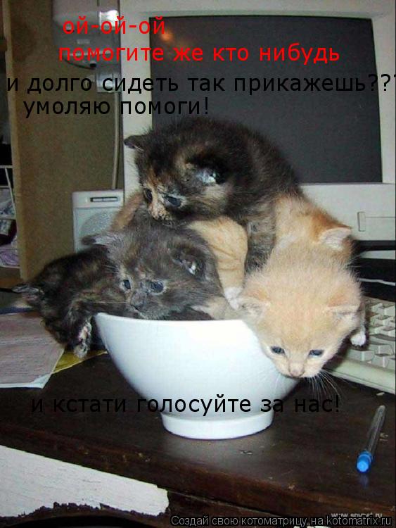ой-ой-ой помогите же кто нибудь и долго сидеть так прикажешь??? умоляю помоги! и кстати голосуйте за ... Котоматрица: ой-ой-ой помогите же кто нибудь и долго сидеть так прикажешь??? умоляю помоги! и кстати голосуйте за нас!