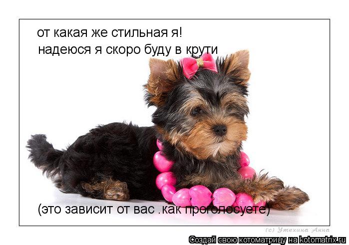 от какая же стильная я! надеюся я скоро буду в крути (это зависит от вас (это зависит от вас .как про... Котоматрица: от какая же стильная я! надеюся я скоро буду в крути (это зависит от вас (это зависит от вас .как проголосуете)