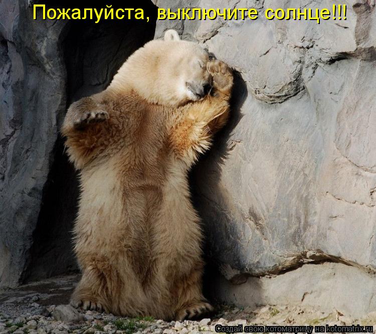 Пожалуйста, выключите солнце!!!... Котоматрица: Пожалуйста, выключите солнце!!!