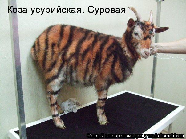 Коза усурийская. Суровая... Котоматрица: Коза усурийская. Суровая