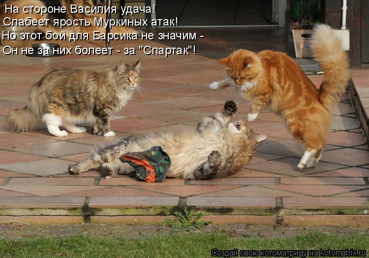 Котоматрица: На стороне Василия удача! Слабеет ярость Муркиных атак! Но этот бой для Барсика не значим - Он не за них болеет - за "Спартак"!